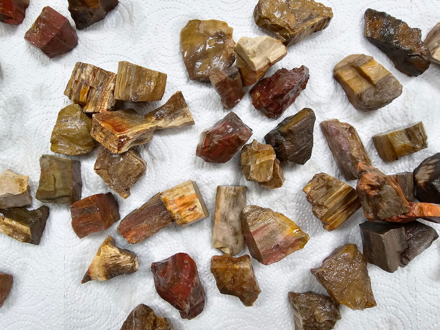 MINERALUNIVERSE Half Pound Petrified Wood Rough Stones - Bulk Petrified Wood - Raw Natural Stones & Crystals - Fountain Rocks for Tumbling, Polishing, Wire Wrapping, Reiki, Chakra Crystal Healing