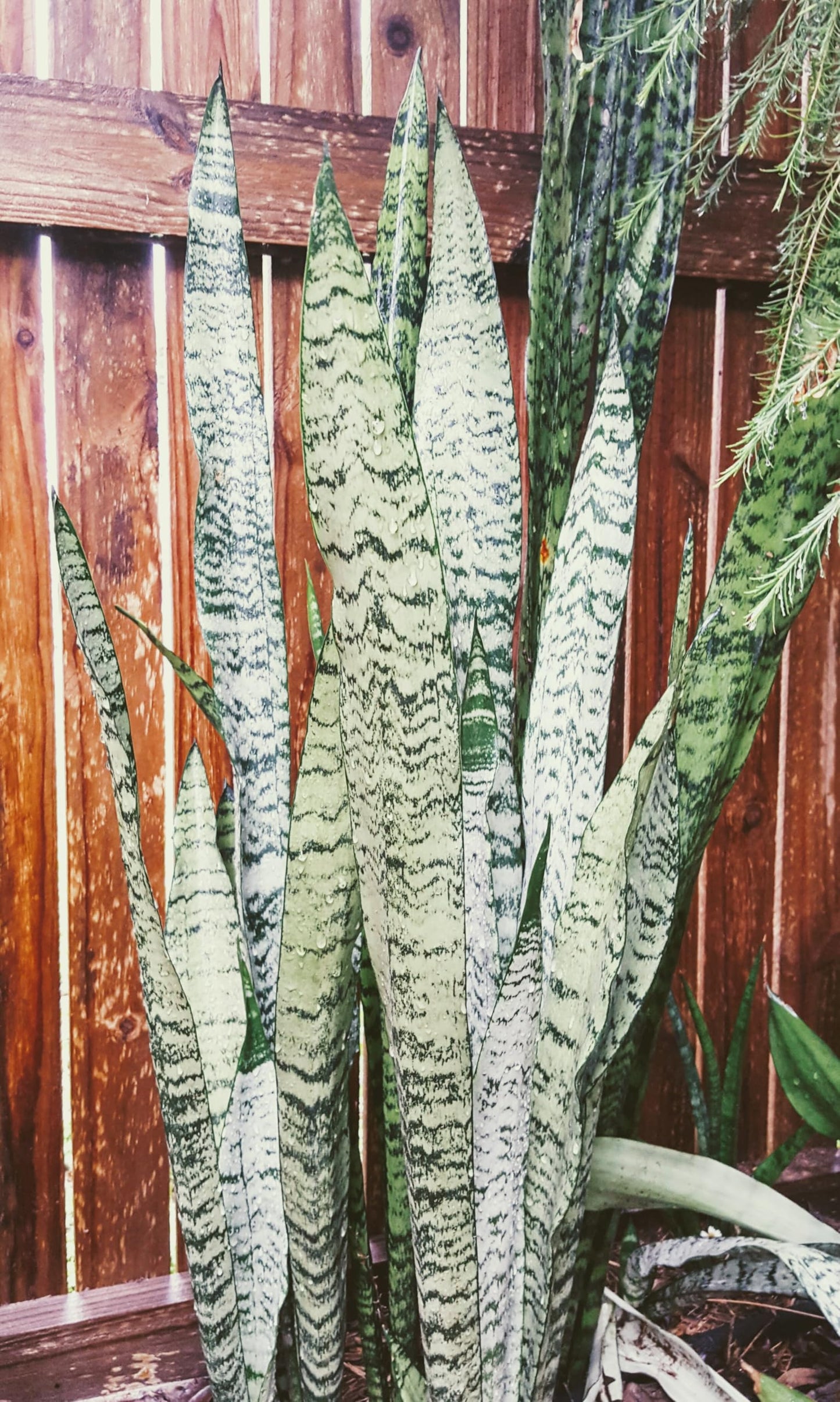 Black Coral Snake Plant, Live Plant in 3" Grower Pot, Easy Care, Houseplant, Sansevieria, Mother in Law Tongue