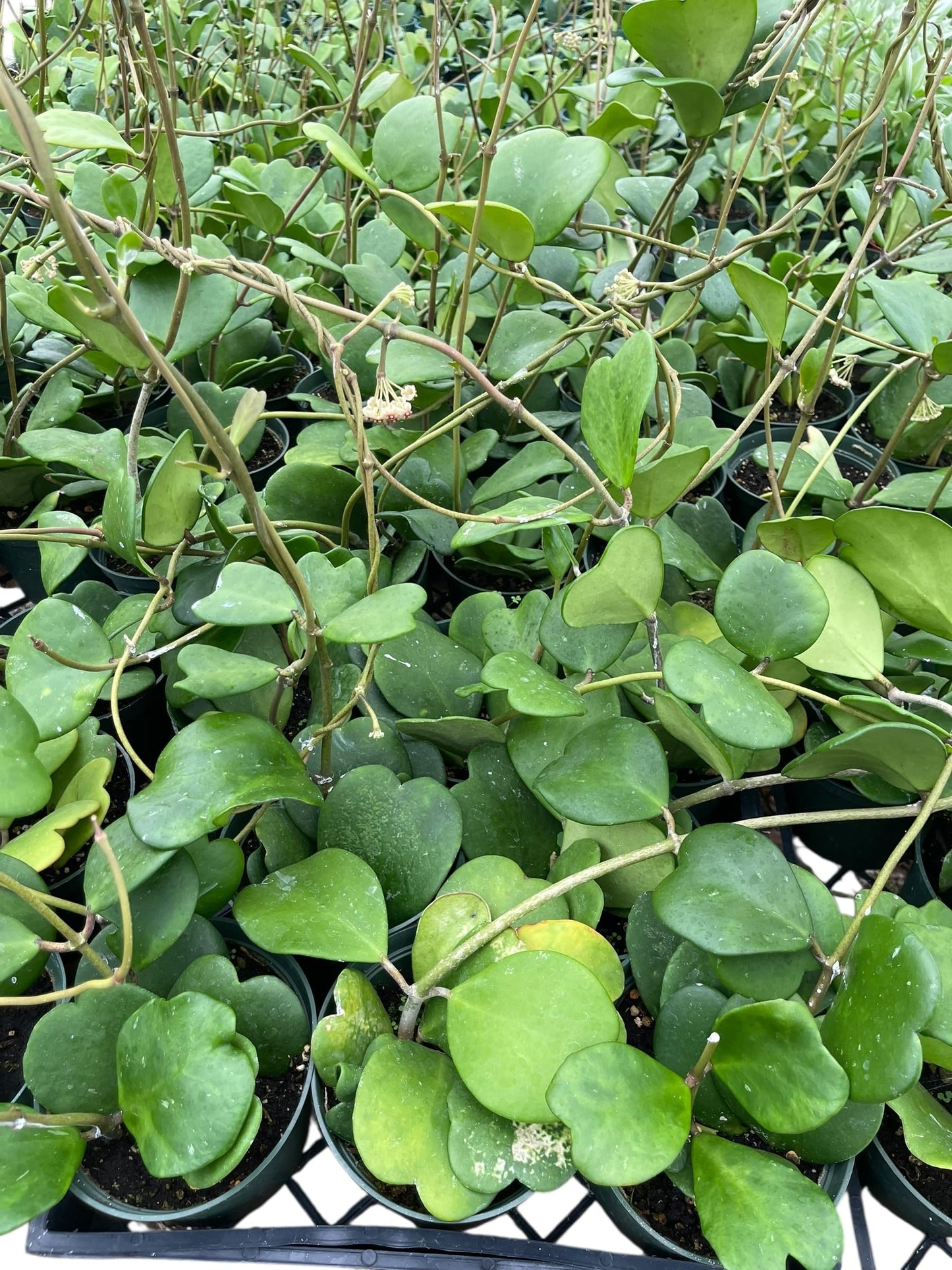 Hoya Kerrii Live Plant – Heart Leaf Hoya – 4 Inch Pot – Indoor Succulent Houseplant Easy Care