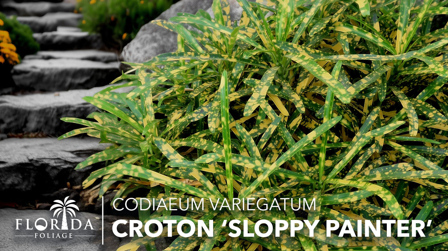 Croton Sloppy Painter Eleanor Roosevelt | 10 Live Plants | Codiaeum Variegatum | Outdoor Indoor Foliage, Tropical Houseplant, Easy Care, Vibrant Leaves, Unique Variegation, Low Light Adaptable