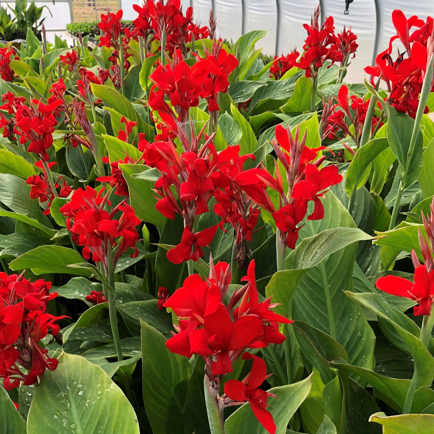 Kreta Canna Lily Flower Bulb – Vivid Red Island Series Blooms, Hummingbird Garden, Clean Green Foliage, Zones 3–9, 4–5 Ft Tall, Summer Rhizome, 1 Bulb