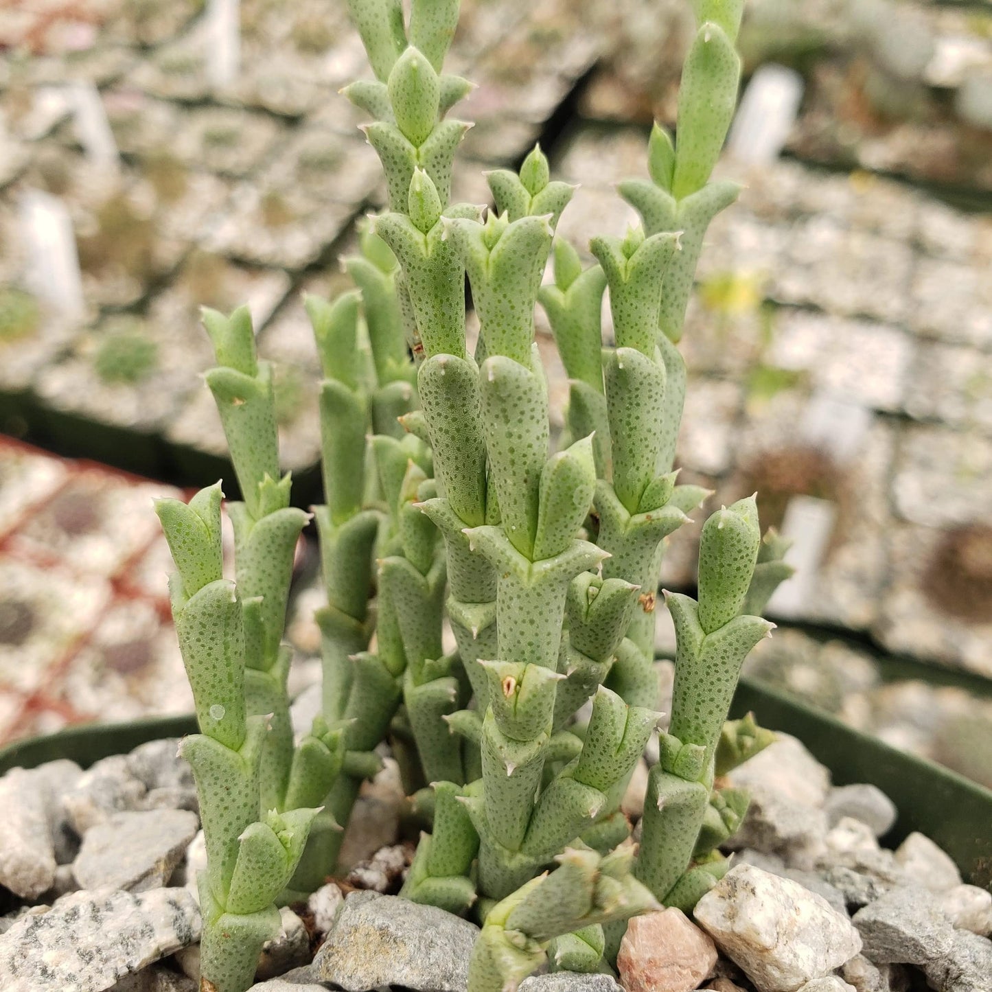 Ruschia perfoliata Cacti Cactus Succulent Real Live Plant