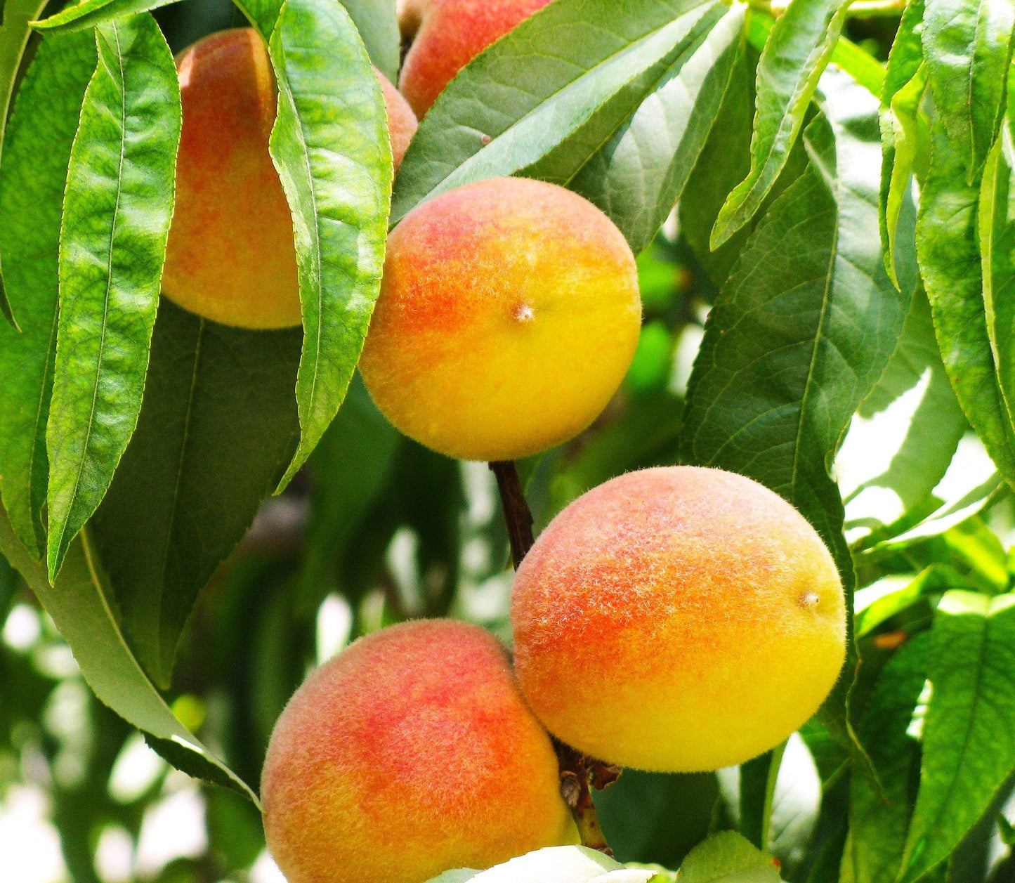 TomorrowSeeds - Nemaguard Peach Tree Seeds - 15+ Count - for 2026 Planting Prunus Persica Peaches Rootstock Nectarine Root Hardy Grafting Fruit Perennial Trees Pink Blossoms Grow Your Own Home Farm