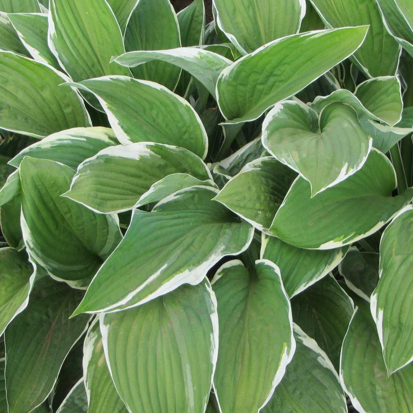 Easy to Grow Hosta Francee 3 Plant Bareroots - Green & White Variegated Foliage for Shade, Summer Flowers Outdoor Zones 3-8