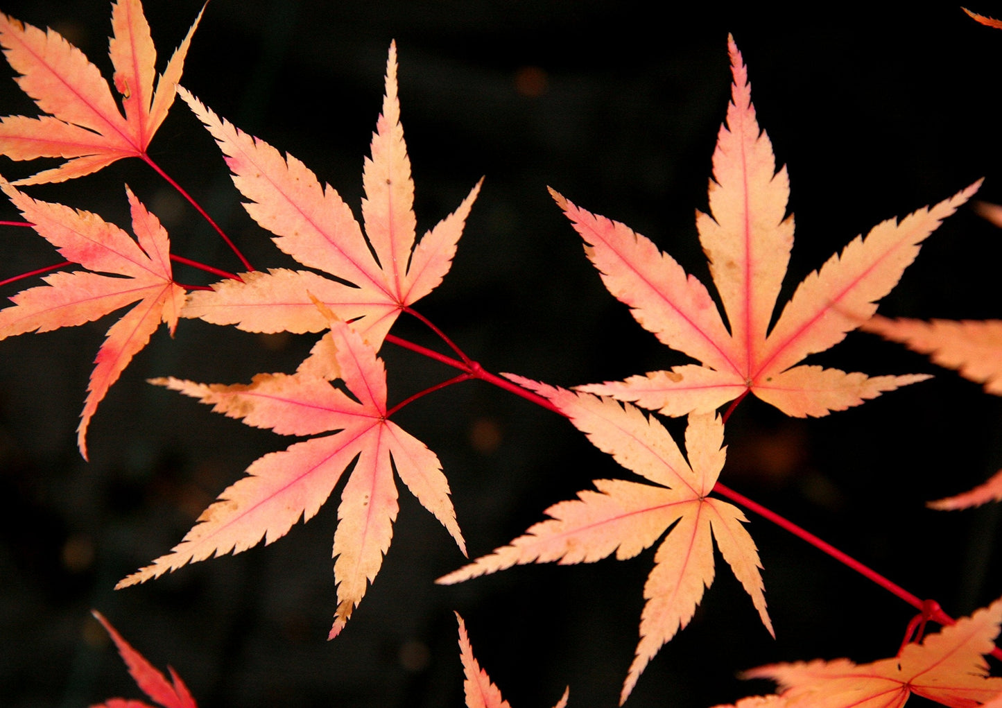 Coral Bark Japanese Maple Acer palmatum Sango Kaku 3 -Year Live Plant Brilliant Red Bark is Bright red, Year Round Beauty with a Spectacular Range of Leaf Color