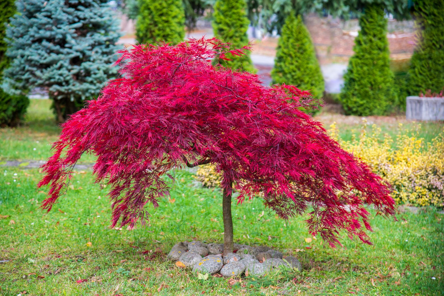 10 INABA SHIDARE Maple Weeping Red Laceleaf Japanese Acer Palmatum Dissectum Tree Seeds