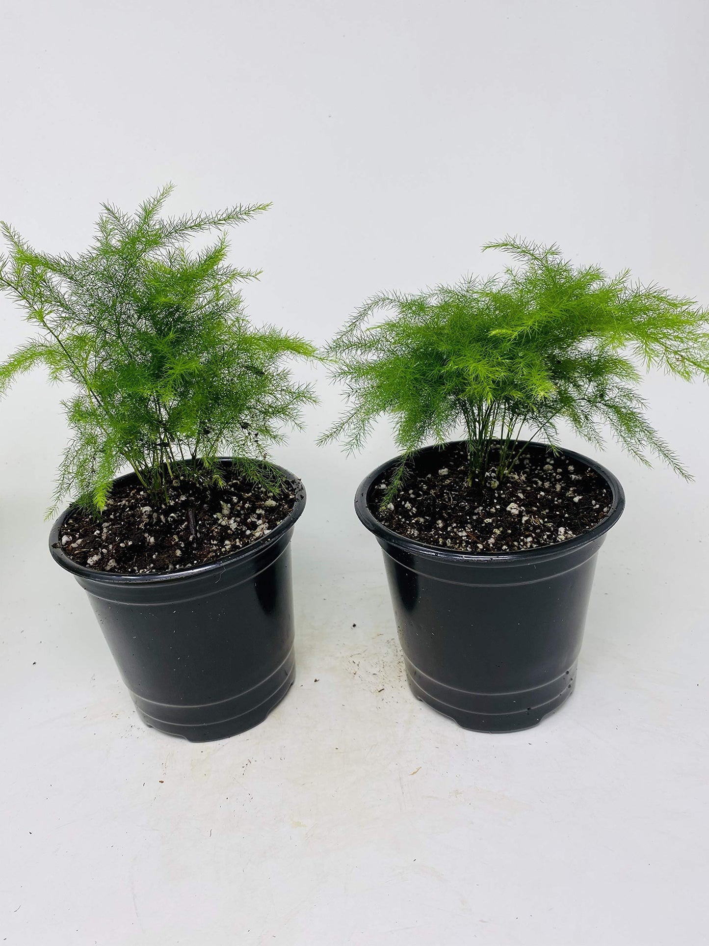 Two Fern Leaf Plumosus Asparagus Fern 4.5" Unique Design Pot - Easy to Grow - Great Houseplant from Jm Bamboo