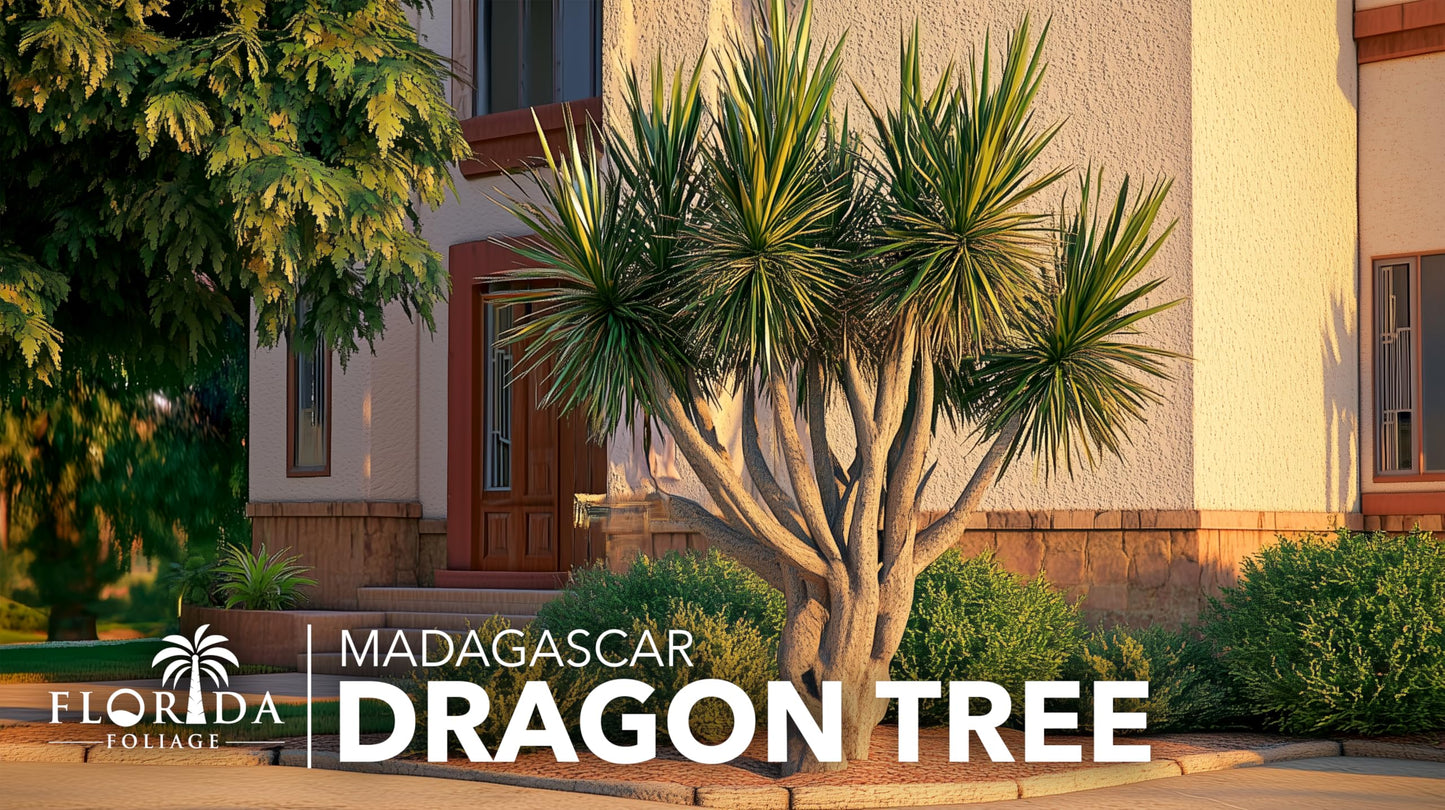 Madagascar Dragon Tree | 1 Extra Large Trade 3 Gallon Plant | Dracaena Marginata | Indoor Air Purifier, Low Maintenance, Tropical Foliage, Office and Home Decor, Easy Care, Live Houseplant
