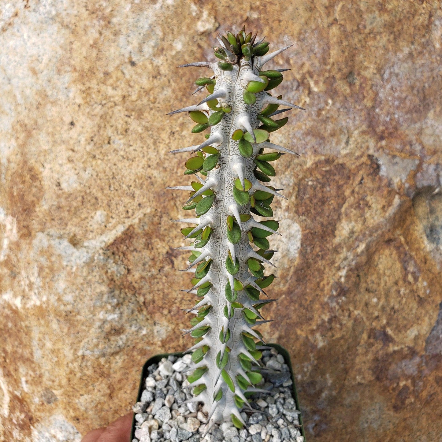 Alluaudia procera Ocotillo Cacti Cactus Succulent Real Live Plant