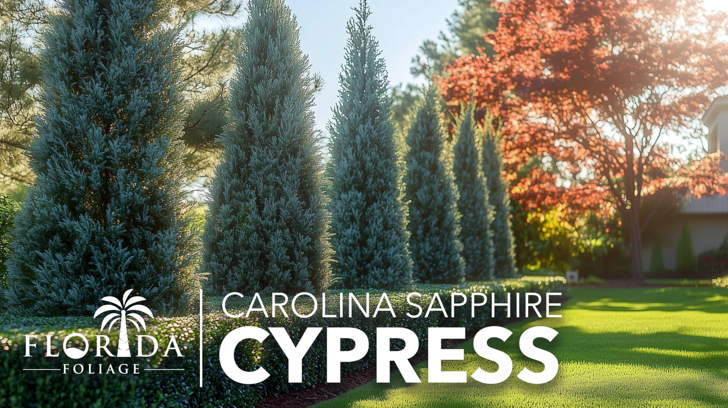 Carolina Sapphire | 10 Live Quart Size Plants | Cupressus arizonica 'Carolina Sapphire' | Fast-Growing Privacy Trees | Evergreen Landscape Screening Plants