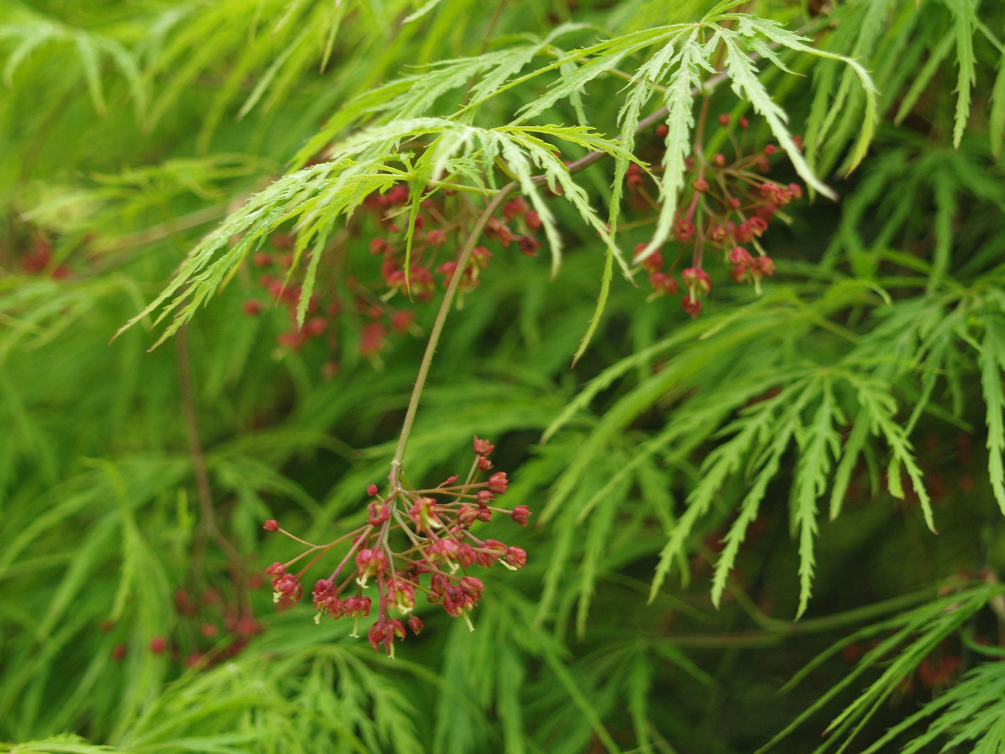 Weeping Green Laceleaf Japanese Maple Viridis - 3 Year Live Plant
