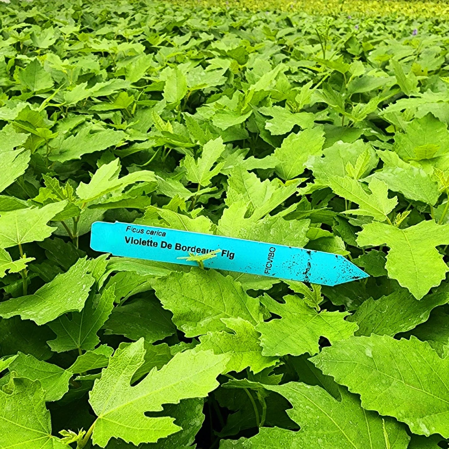 Fig Tree Violette de Bordeaux Live for Sale (4 Pack) | Easy to Grow Plants | Edible Fruit Plant for Sustainable Living | Grow Your own Food on Your Edible Organic Garden| Live for Planting| No Seeds