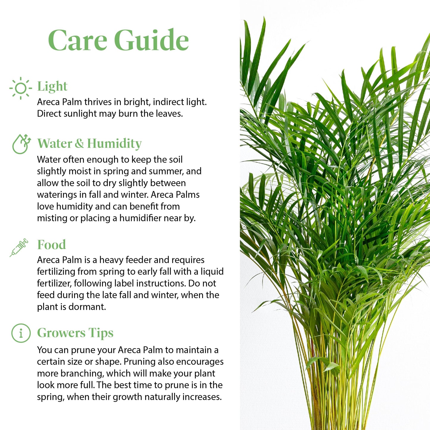 American Plant Exchange Live Areca Palm – 6-Inch Pot – Tropical Houseplant with Feathery Green Fronds, Pet-Friendly Easy Care Indoor Plant for Homes, Offices, Apartments & Decorative Spaces