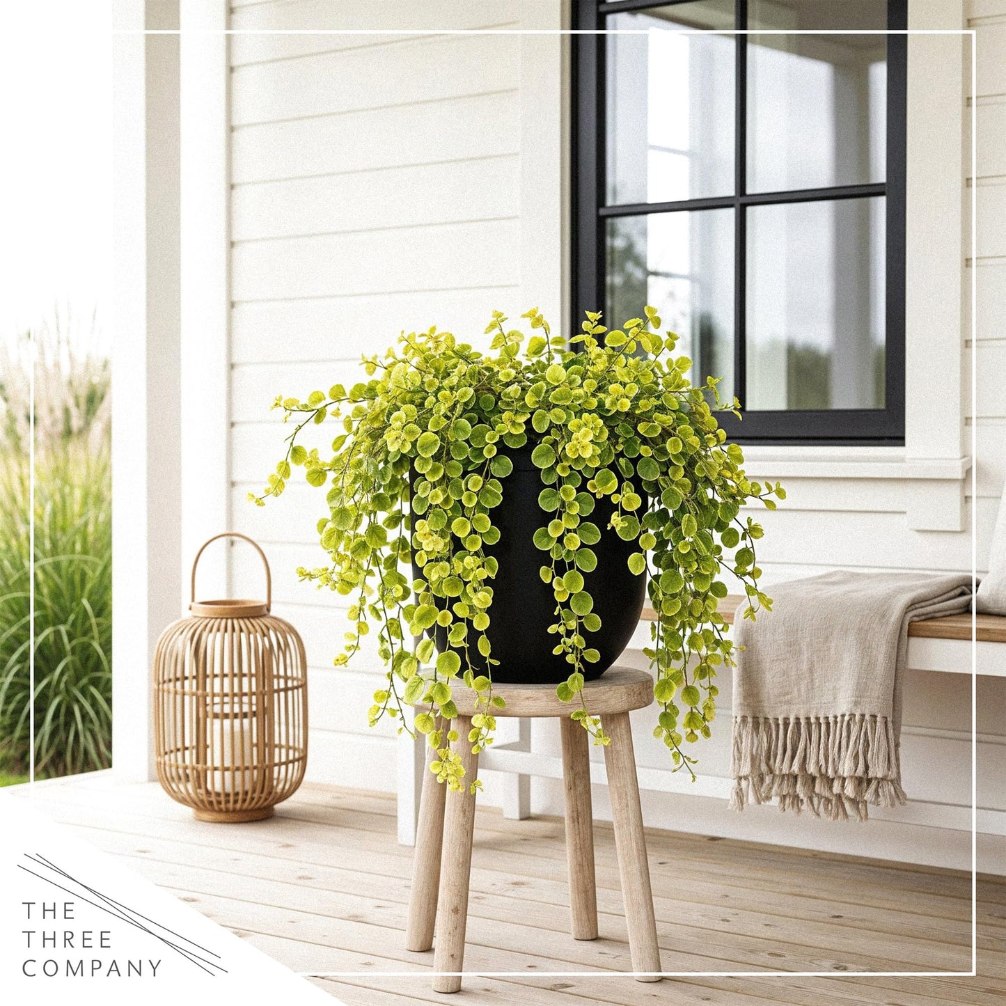 Creeping Jenny Live Plant (Lysimachia nummularia) - 2 Plants Per Pack - Healthy Trailing Perennial - Beautiful Accent Plant - 6" Tall by 4" Wide in 1 Pt Pot