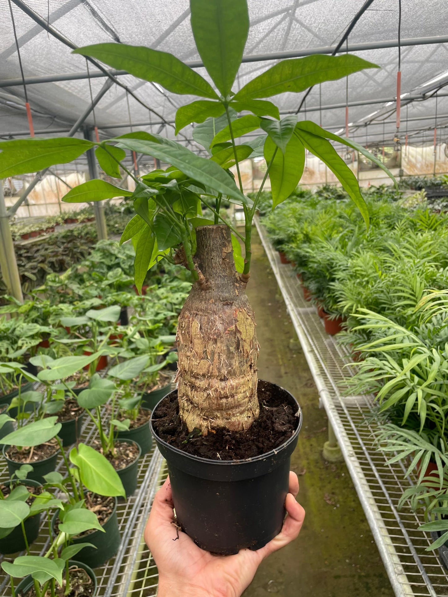 Money Tree Guiana Chestnut Pachira Stump | Live Plant for Indoor & Outdoor | for Living Room, Office, Bathroom | (4" Pot)