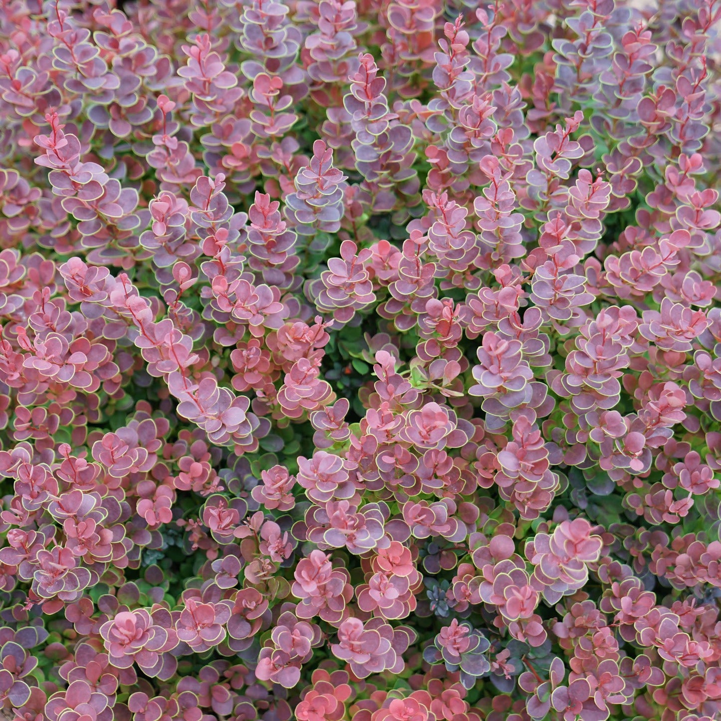 Proven Winners Sunjoy Mini Maroon Barberry (Berberis thunbergii) Live Plant, 4.5" Qt