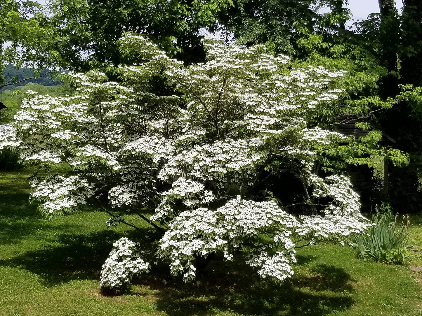 White Kousa Dogwood 'Milky Way' - Live Plant Shipped 3 to 4 Feet Tall by DAS Farms