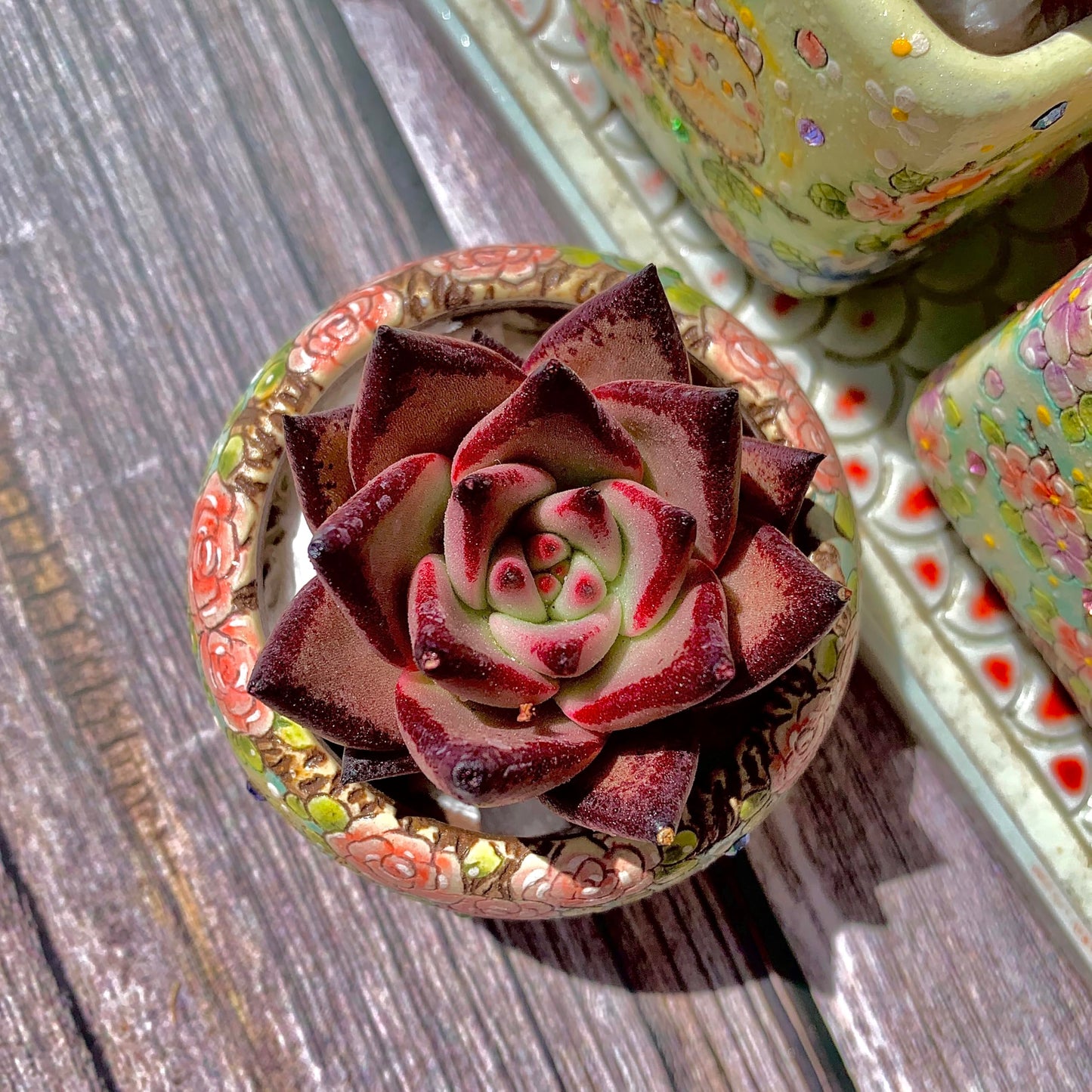 Echeveria agavoides Romeo Succulent Kit - with Plastic Pot, 1 Head 2" Live Plant, Compressed Soil & Guide, for Garden Indoor Office Desk (1, Echeveria agavoides Romeo)