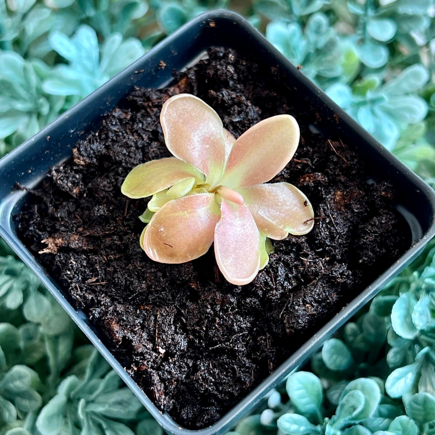 Live Pinguicula Fumiko Butterwort Carnivorous Plant, Pet-Safe, Unique Gift for Plant Lovers & Collectors. Succulent-Like Carnivore Plant.