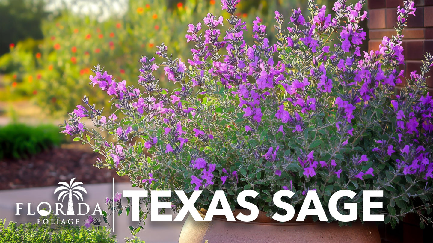 Texas Sage | 1 Extra Large Trade 3 Gallon Plant | Leucophyllum frutescens | Drought Tolerant | Low Maintenance Landscaping