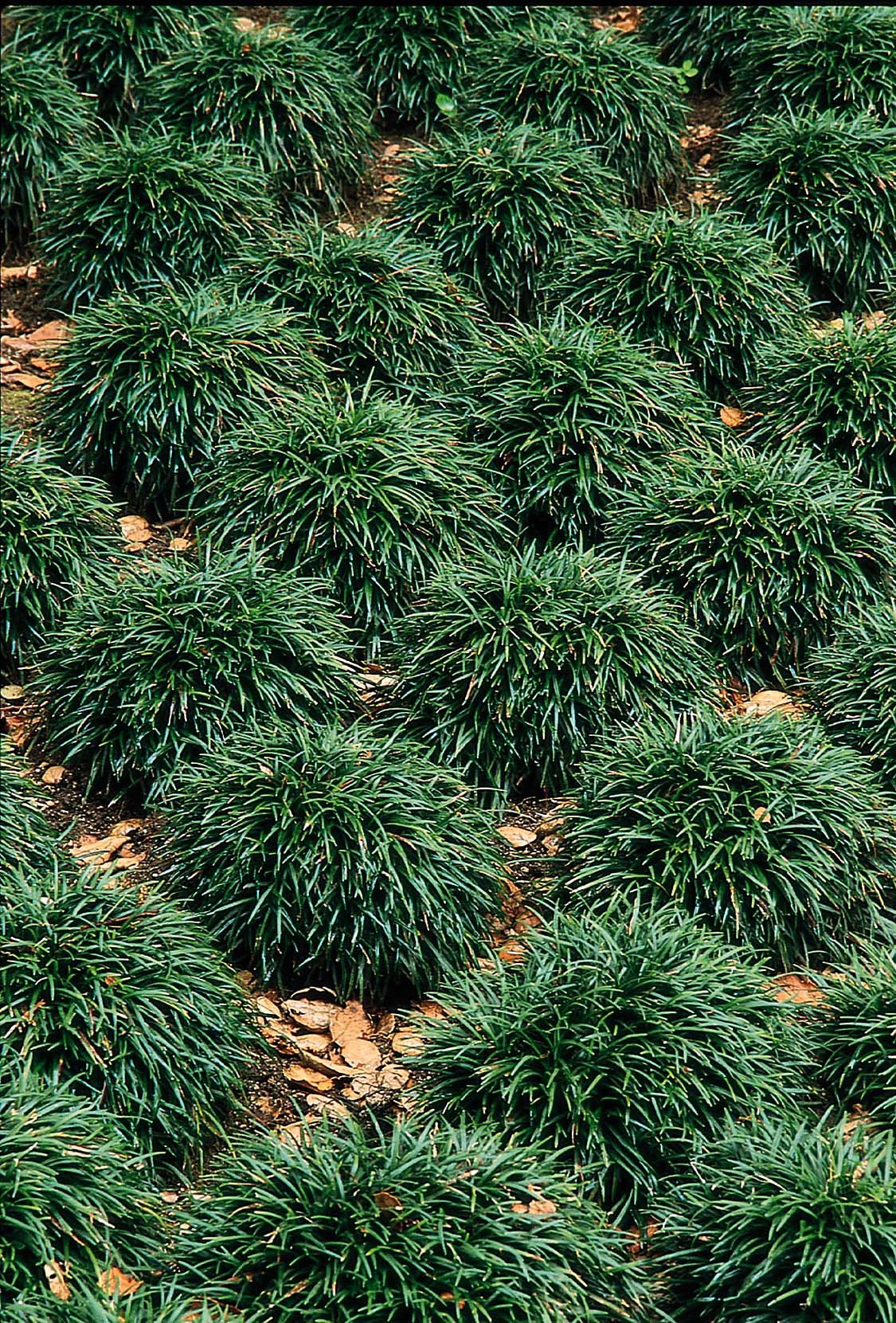 Dwarf Mondo Grass | 10 Live Plants | Ophiopogon Japonicus | Ground Cover Plant, Shade Tolerant Grass, Low Maintenance Landscaping, Evergreen Foliage, Dense Green Carpet, Drought Tolerant