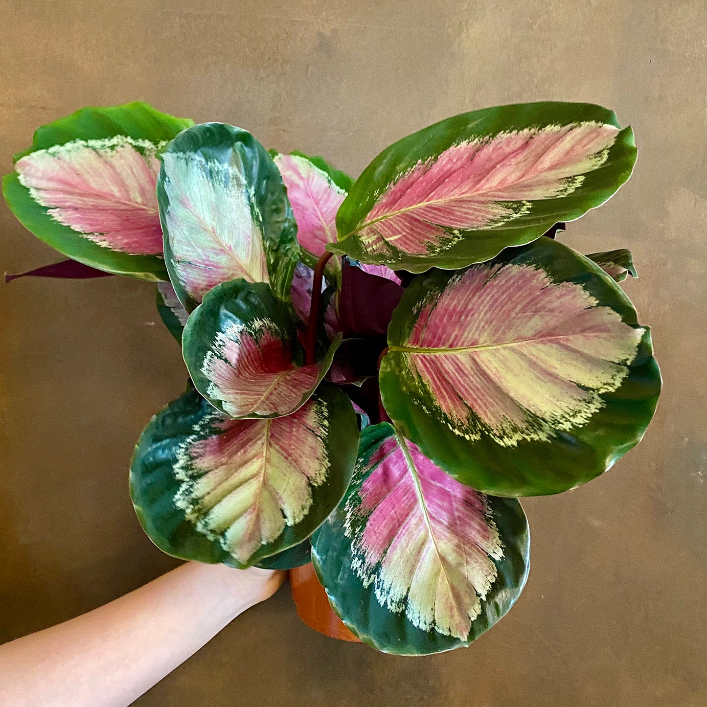 Calathea Crimson Green Prayer Plant - Live Plant in a 2 Inch Pot -Calathea 'Crimson Green' - Starter Plants - Beautiful and Elegant Easy Care Indoor Houseplants from The Nursery