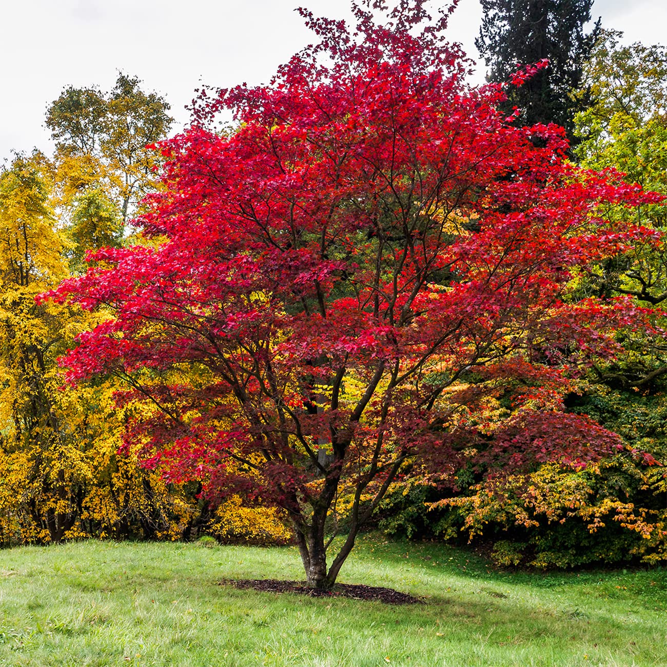 Perfect Plants Bloodgood Japanese Maple Tree 4-5 Feet | Live Plant for Beautiful Autumn Color | Red Leaf Colors Year Round | Small Deciduous Trees for Privacy