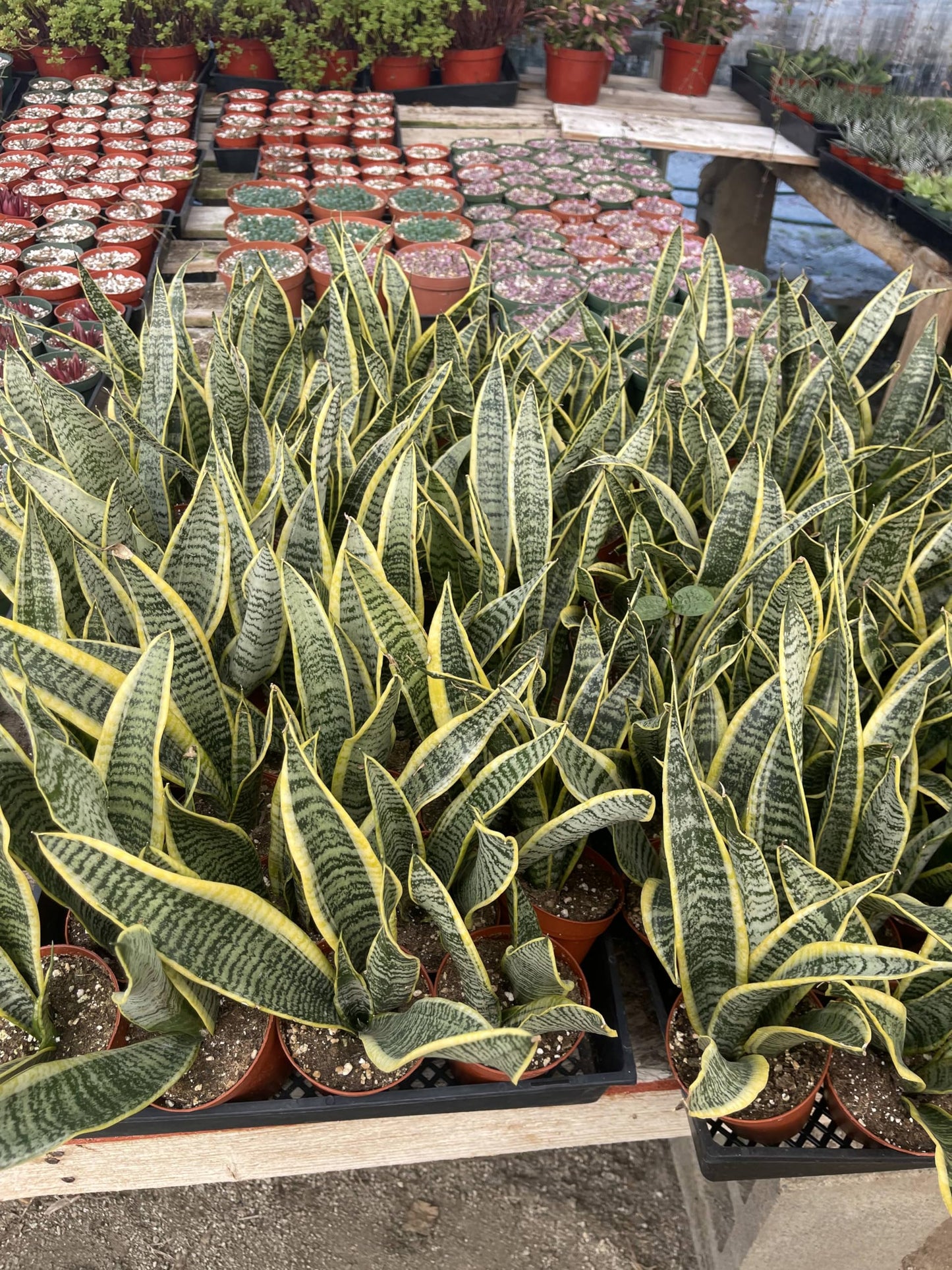Live Snake Plant (Sansevieria/Dracaena Trifasciata) – 4 Inch Potted Indoor Plant – Easy Care Air Purifying Houseplant – Low Light Succulent for Home or Office Decor Around 12in Leaves