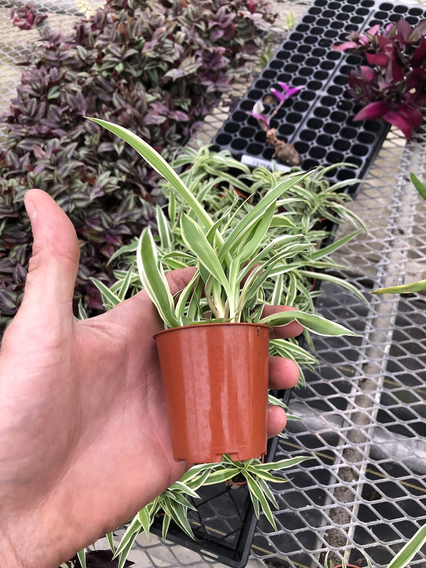 3 Pack - Spider Plant ~ Airplane Spider Plant ~ Live Plant for Home Office Decor