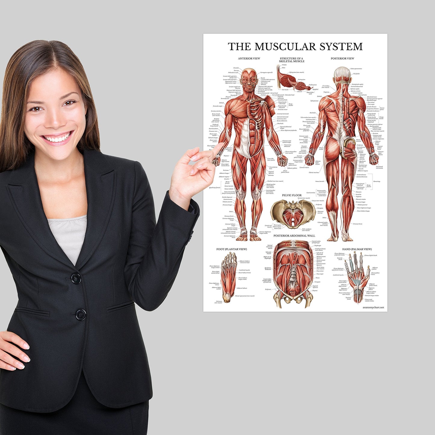 2 Pack Stretching Exercises and Muscular System Anatomy Poster Set - Laminated 2 Chart Set - Stretching Workout Routine & Muscle Anatomy Diagram [DARK] (LAMINATED, 18” x 24”)