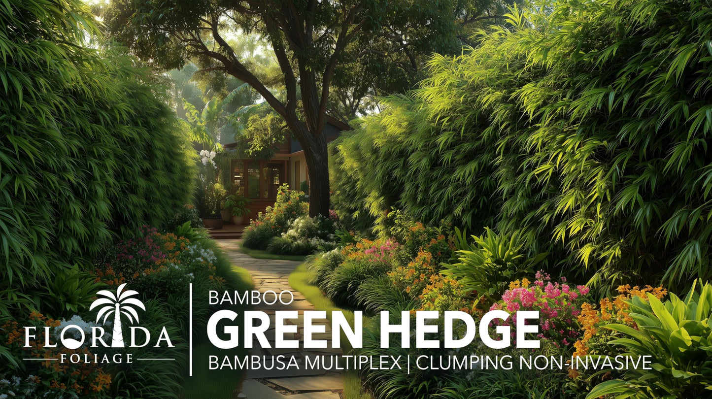 Bamboo Green Hedge | 2 Extra Large Trade 3 Gallon Plant | Bambusa multiplex | Upright Clumping Bamboo | Fast Growing Privacy Hedge Windbreak Gardens Borders Beds Walkways Decorative Accent Outdoor