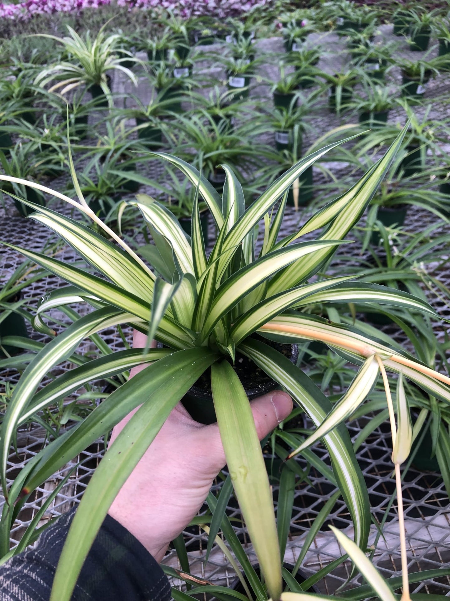 Generic Hawaiin Spider Plant ~ Variegated Green and White ~ Live Large Plant for Home or Office