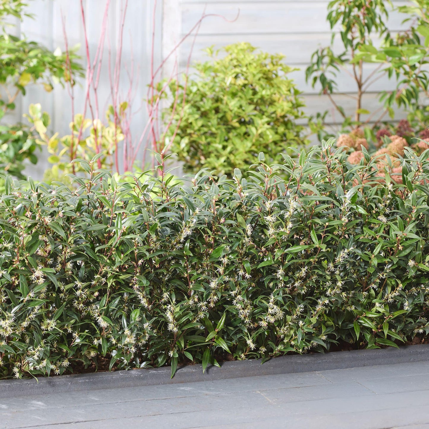 Proven Winners Sweet & Lo Sweet Box (Sarcococca hookeriana) Live Plant, 4.5" Qt