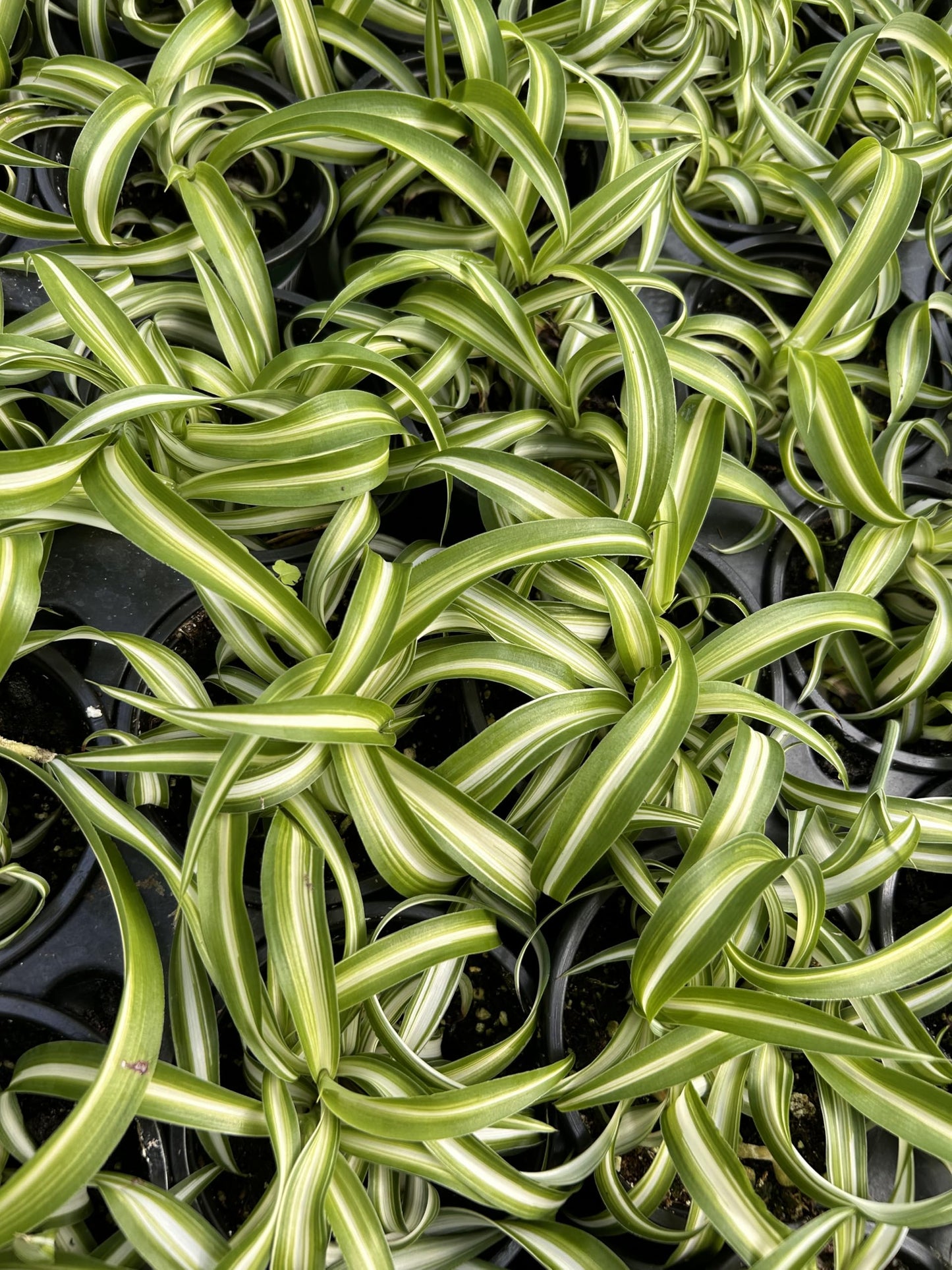 Spider Plant Variety Pack - 3 Variegated Spider Plants Live House Plants - Ocean, Hawaiian, Bonnie Curly - Perfect for Home Garden & Office Decor - Ideal for Indoor Air Quality & Easy to Care