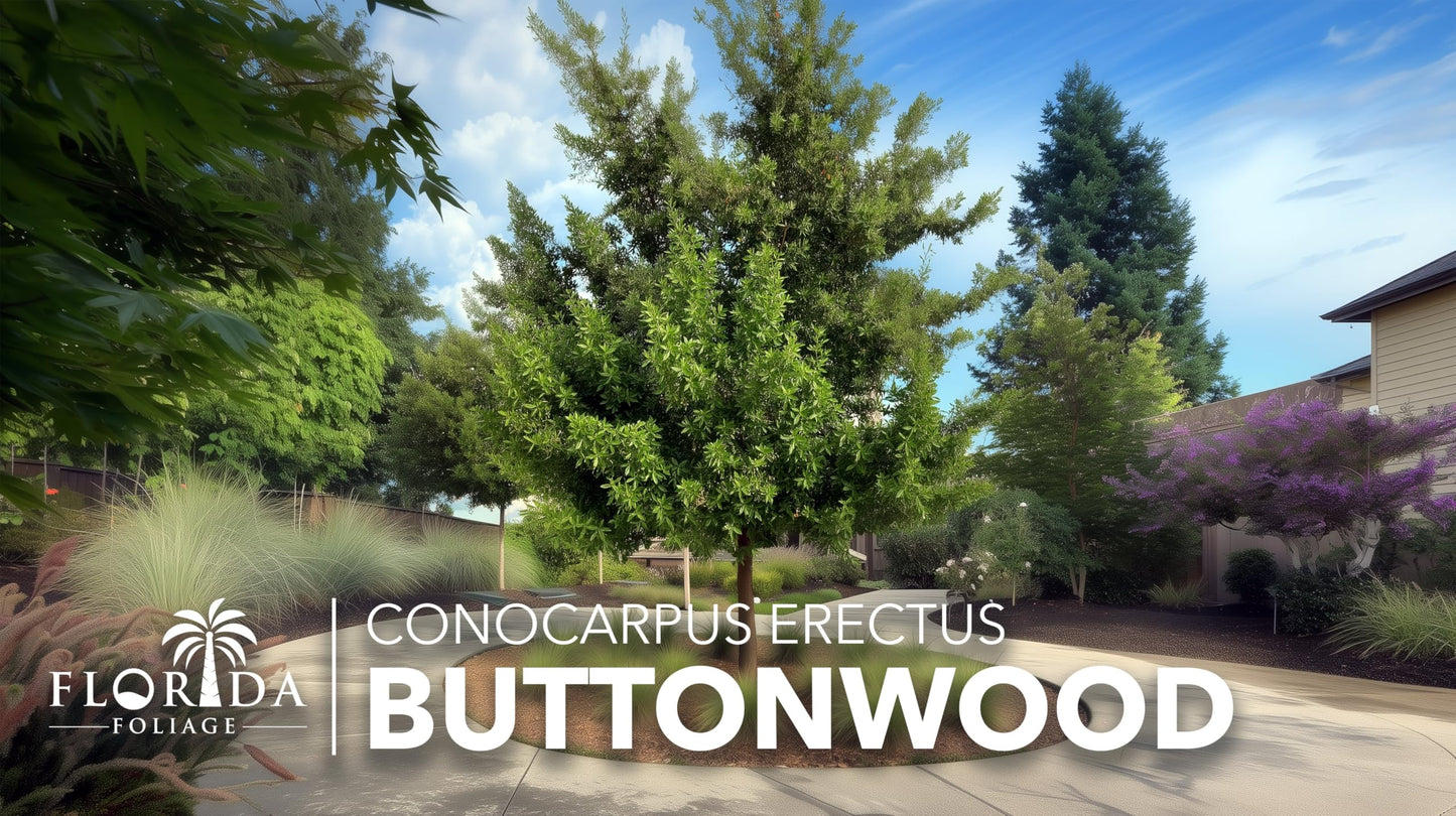 Buttonwood | 3 Live Plants | Conocarpus Erectus | Live Coastal Tree | Evergreen Foliage | Fast Growing Shade Plant | Drought Tolerant | Ideal for Landscaping | Outdoor Ornamental
