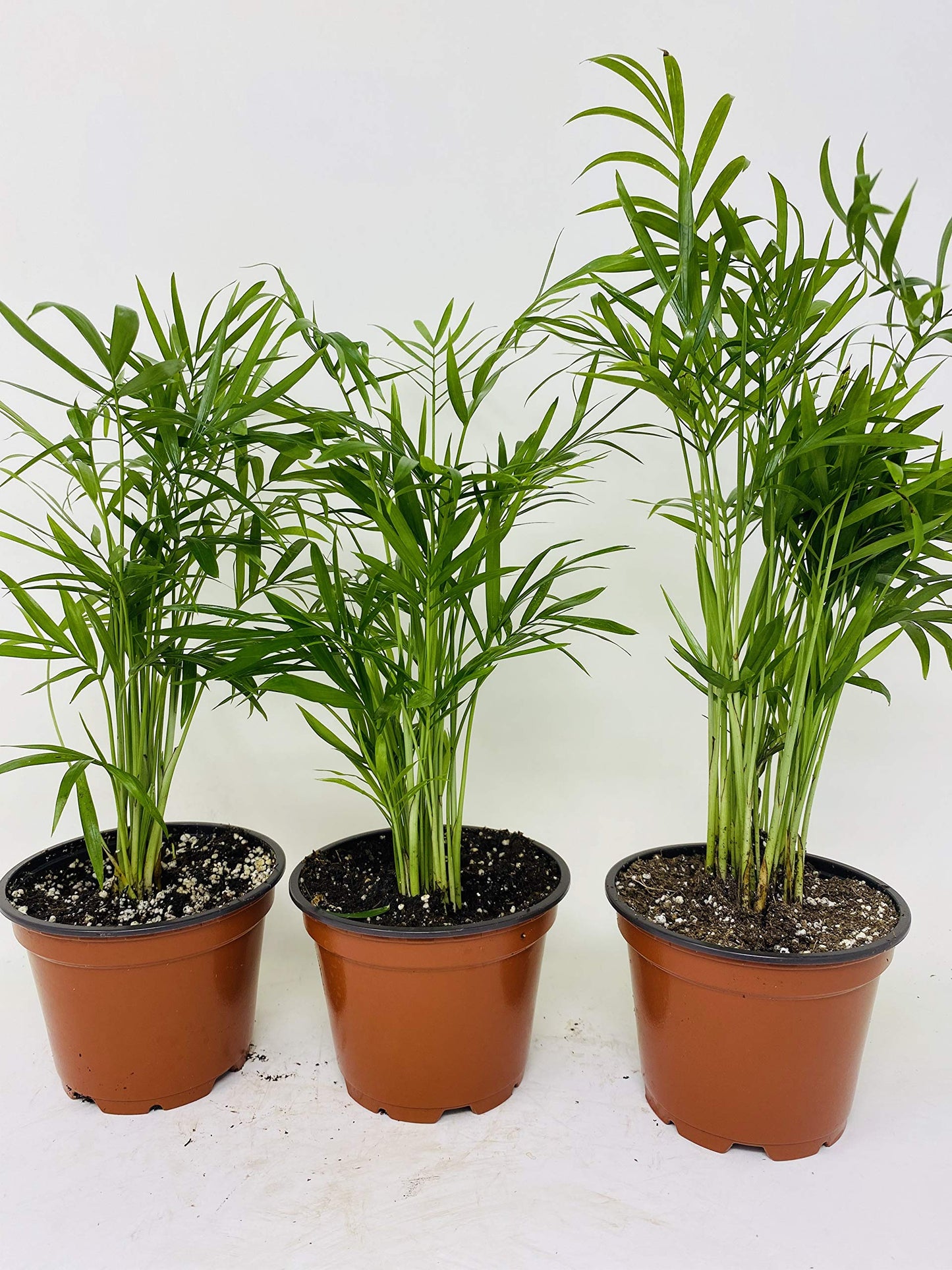 Areca Palm Plant Dypsis lutescens 2" Pot