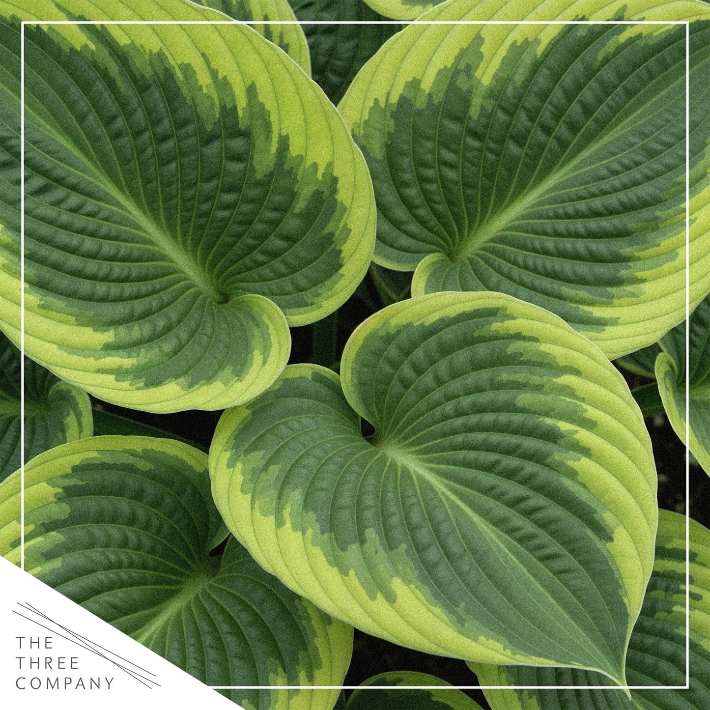 Live Perennial Hosta - Francis Williams (3 Plants Per Pack) Beautiful Accent Plant, 10" Tall by 4" Wide in 1 Qt Pot
