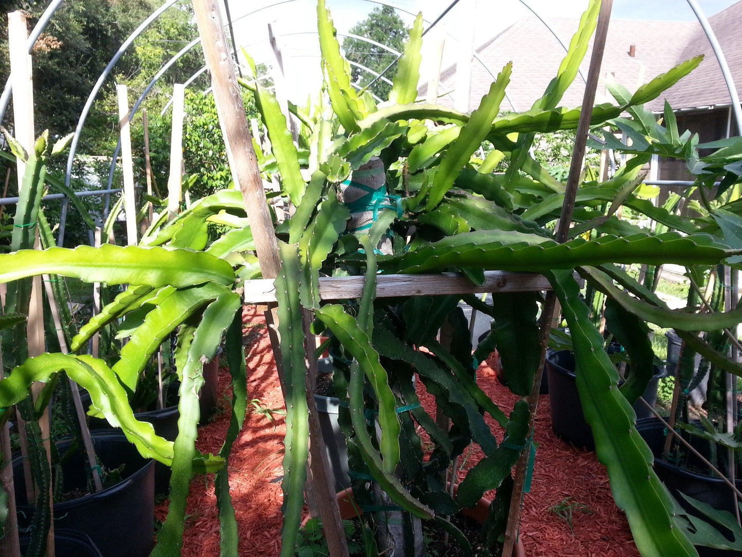 Dragon Fruit (White) - 3 Cuttings