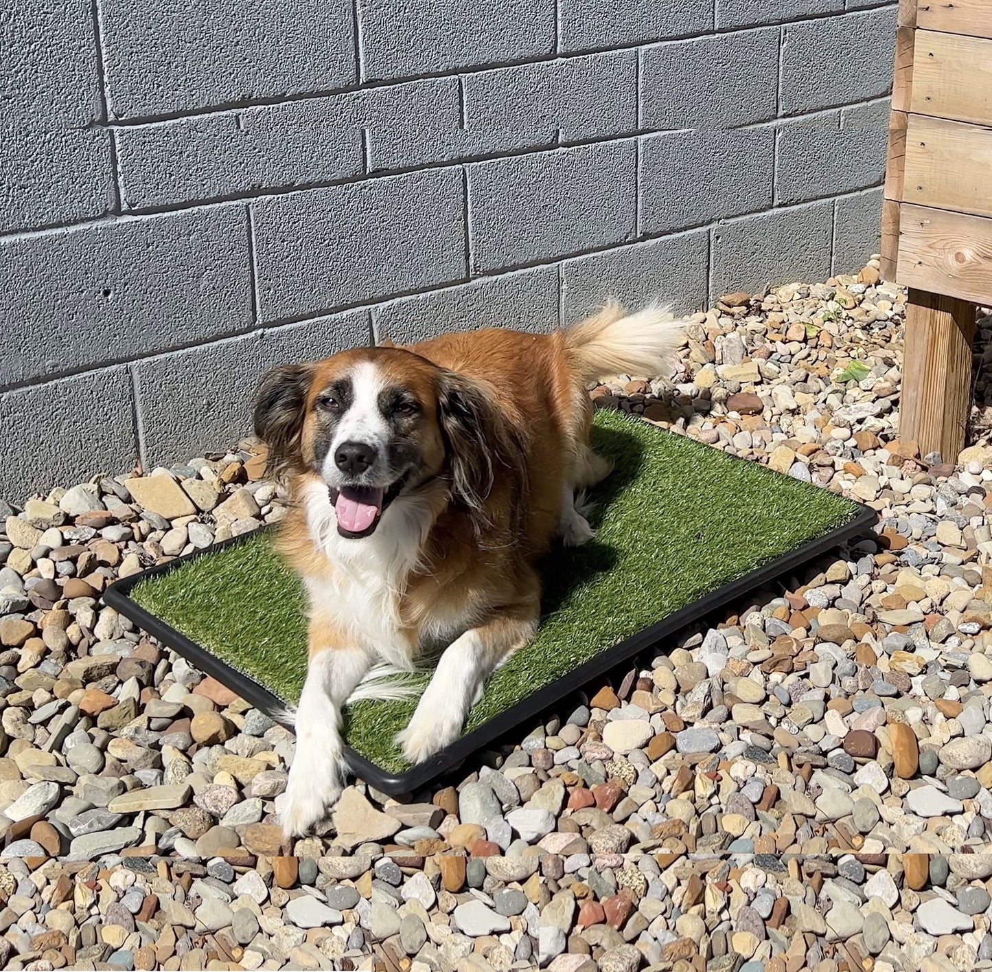 PICK FOR LIFE Dog Grass Toilet, Large size 51 x 63.5 cm, Indoor Outdoor Dog Potty Systems, Portable Toilet with Fake Grass and Tray, Reusable Trainer Tray for Puppy Training