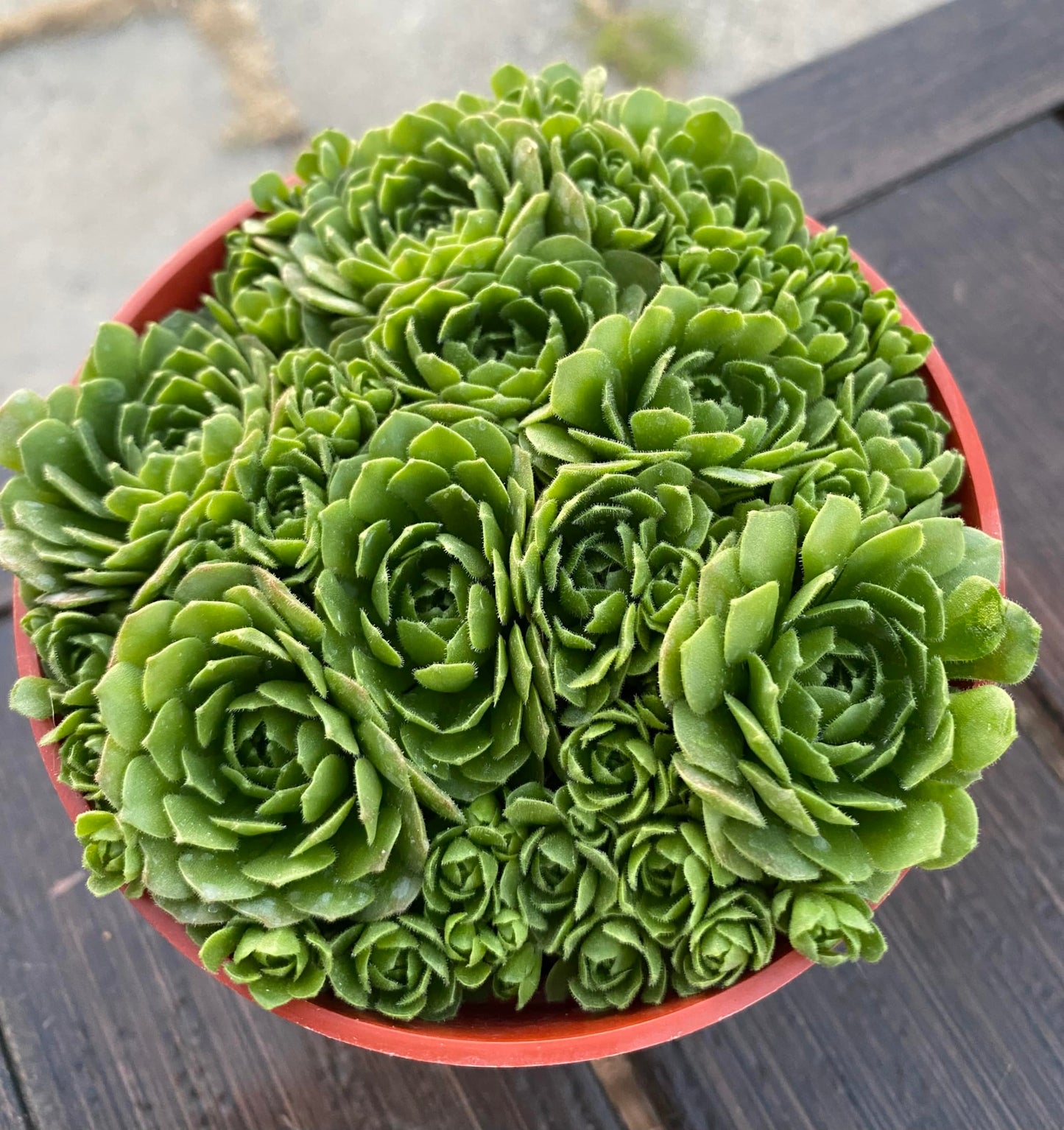 Live Succulent Plant Rosularia Platyphylla, Green Indoor Houseplant in Red Plastic Pot, 2-4 Inch, Low Water, Drought Tolerant, Bright Indirect Light