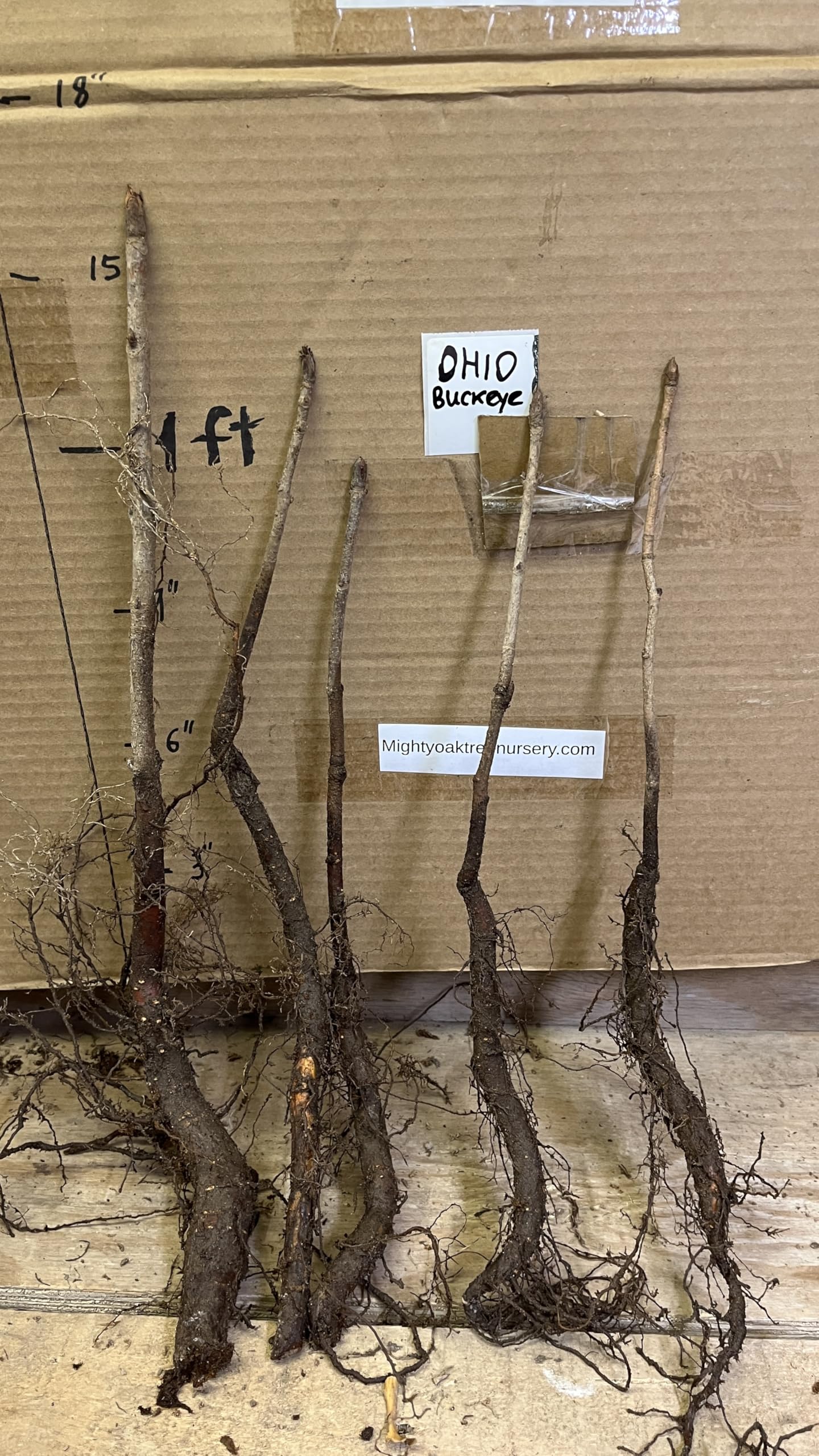 6-12” Tall Ohio Buckeye (Aesculus glabra) 1-2 Year Old Tree, Bare Root Plant