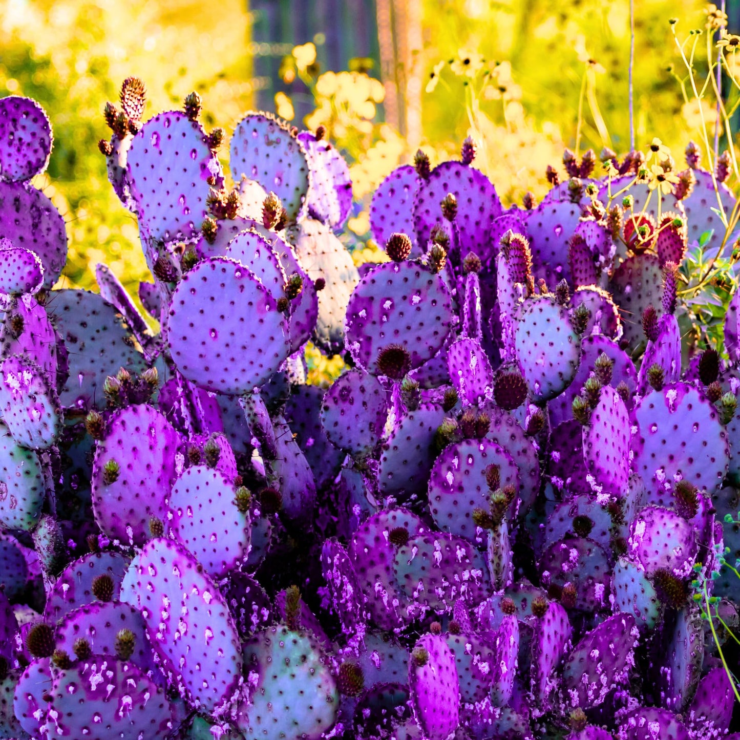 Live Purple Prickly Pear Cactus Plant for Planting, 8 Months Old, 4 to 6 Inch Potted Cactus Plant, Hardy Succulent for Home or Garden
