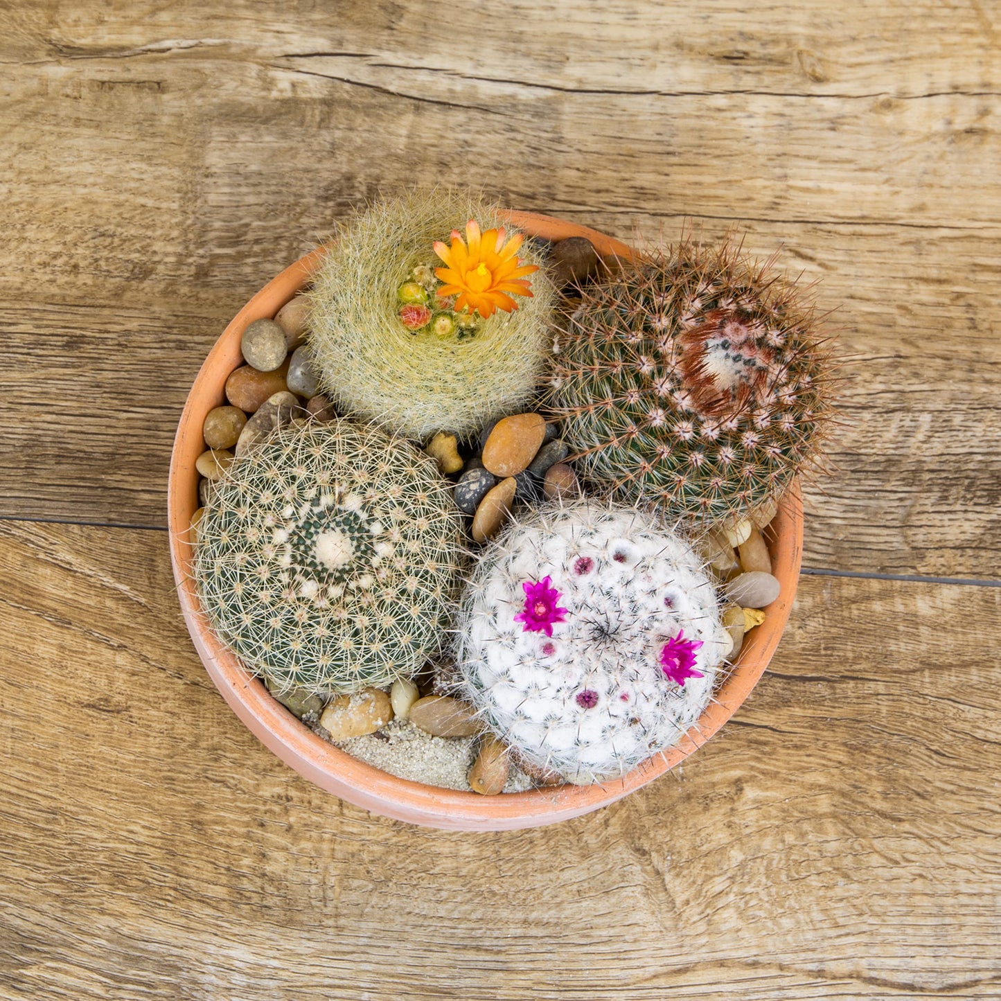 Altman Plants, Assorted Cactus Plants Live Cactus Decor (12PK), Cactus Plant Live Succulents Plants Live in Cactus Soil Potting Mix, Live Cacti Plants Live Succulent Plants Live Plants in Cactus Pot