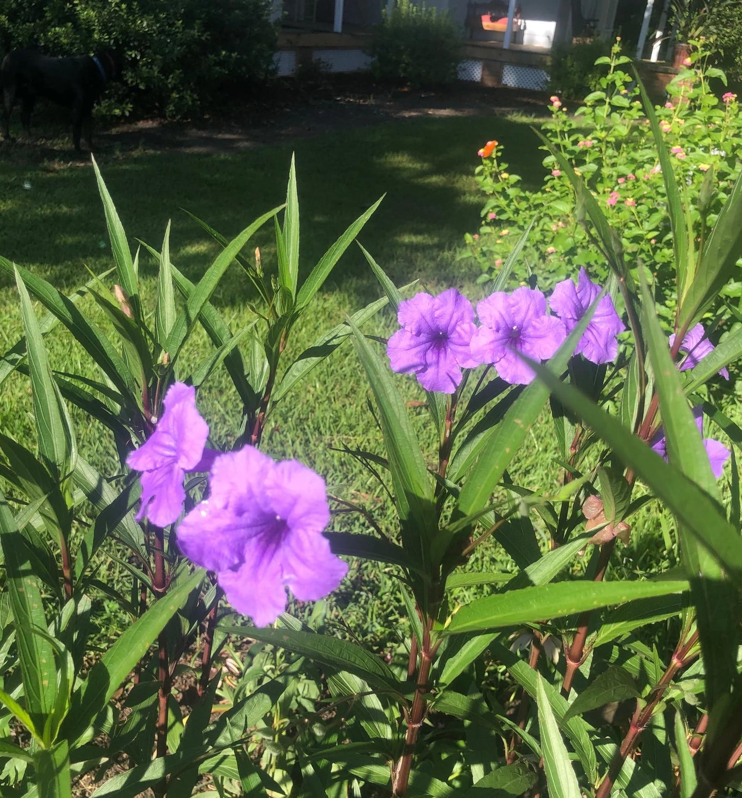 Purple Showers Ruellia Live Plants | Pack of 2 (Two) | 5-9" Tall | Tall Mexican Petunia | Heat Tolerant Perennial for Rain Gardens & Privacy Borders | Deep Violet Sterile Blooms (Zone 8-11)