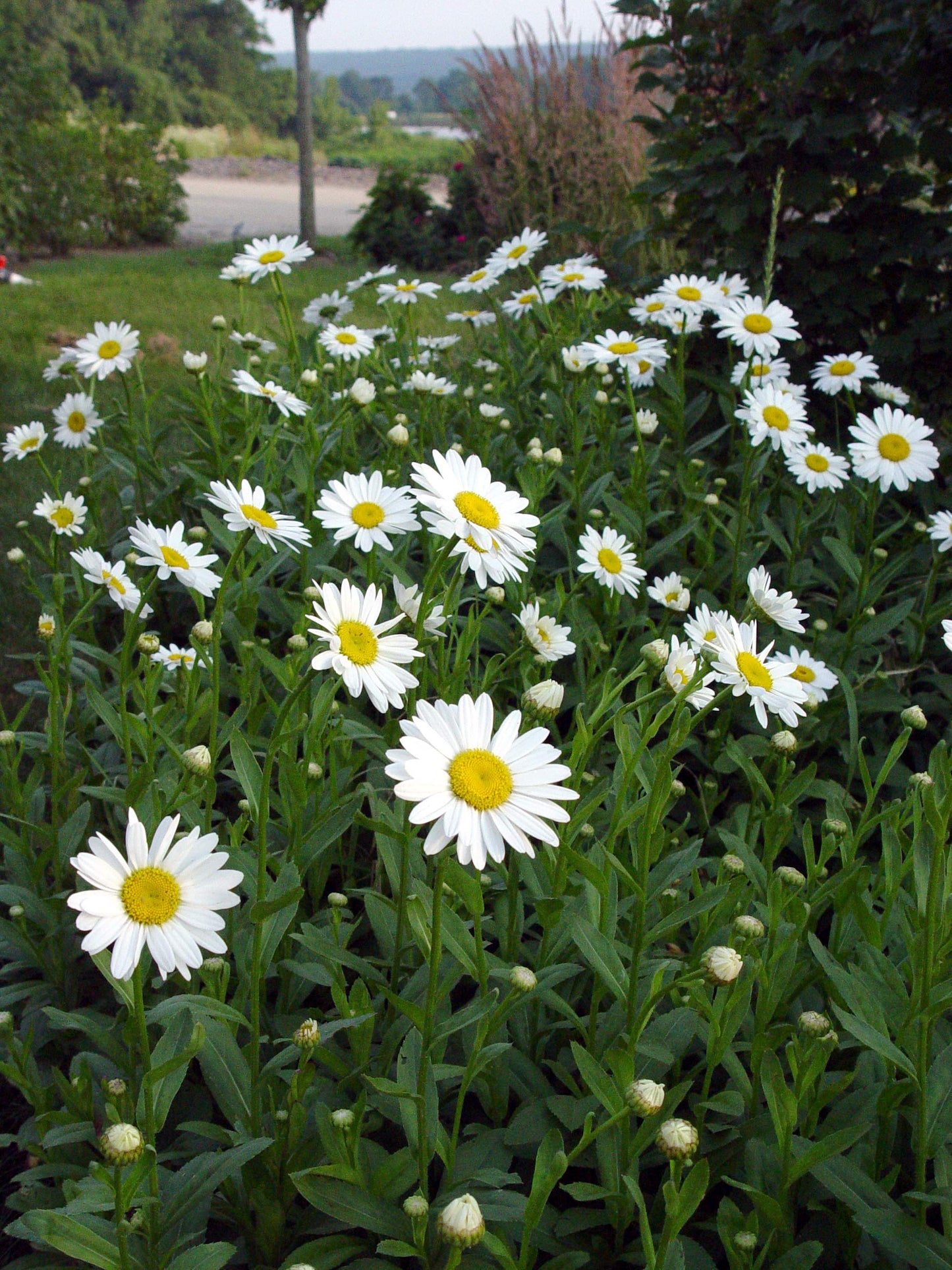 Leucanthemum X Superbum 'Becky' (Shasta Daisy) Perennial, White Flowers, #2 - Size Container