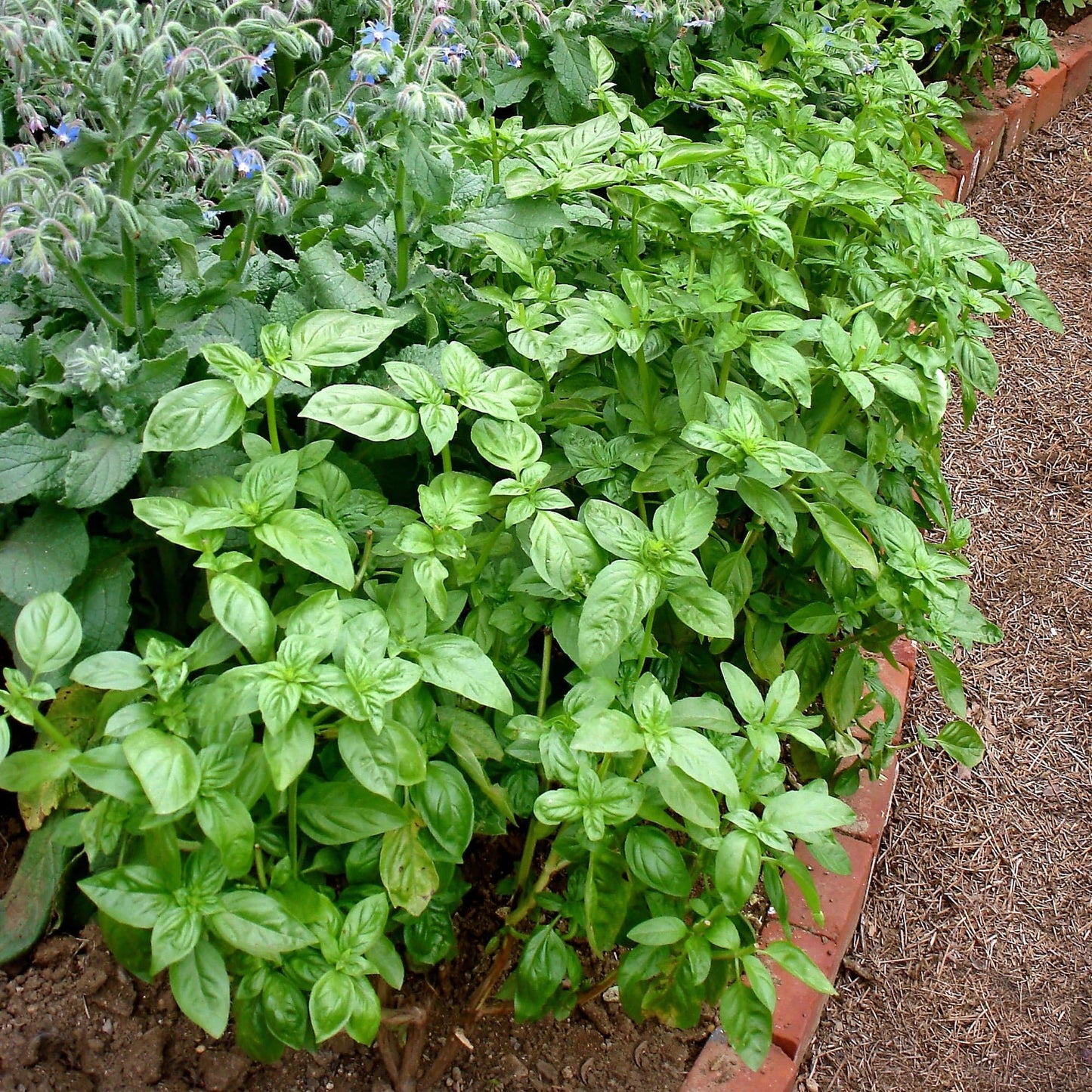 Bonnie Plants Sweet Basil Plug, Live Plant, for Salads, Drinks, Asian and Italian Dishes, Full Sun, 3 Cubic in., 6 Pack
