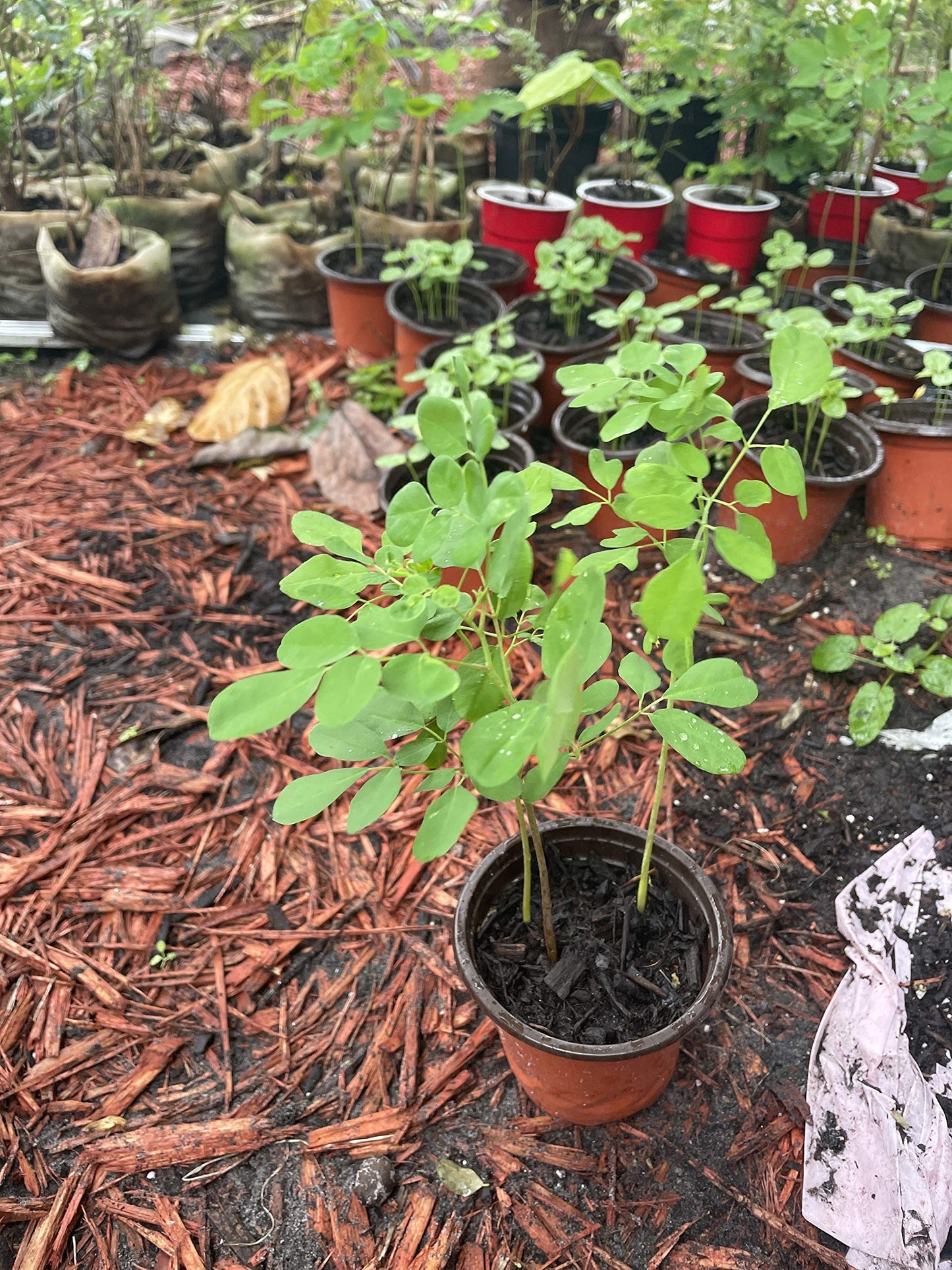 Moringa Plant, Oleifera Seedling 1` Plants, 7 to 9 inches Tall, Miracle Food, Drumstick Tree