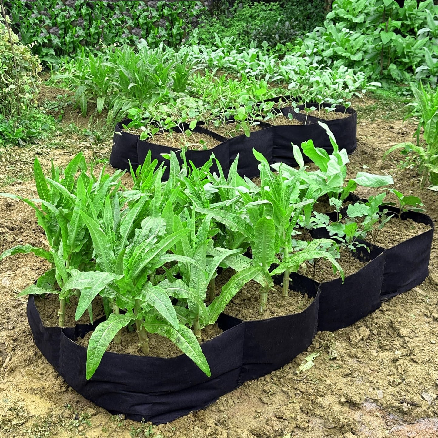 HzNzYHD 2PCS 6x3x1ft Fabric Raised Garden Bed,128 Gallon 8 Grids Rectangle Plant Grow Bags,Durable Outdoor Planter Raised Beds Pot for Growing Herbs Flowers Vegetables Potatoes Carrots