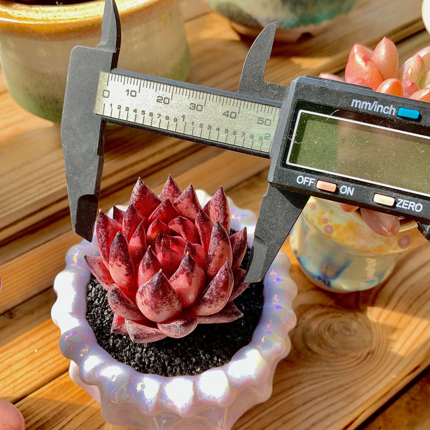 Echeveria Agavoides Romeo Rare Live Succulent Plants, Red 1 Head 2.7" Live Plant, Bare root without Pot Soil, Garden Indoor Office Desk, Wedding Party Baby Shower Decoration, Friend Plant Lovers Gifts