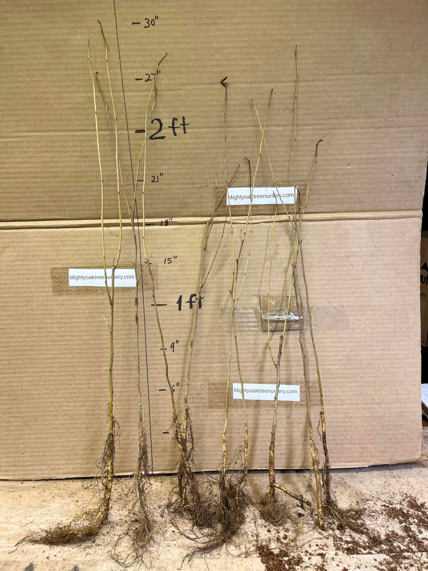 18-24" Tall White Mulberry (Morus alba) Plant, Russian, 2 Year Old, no Leaves